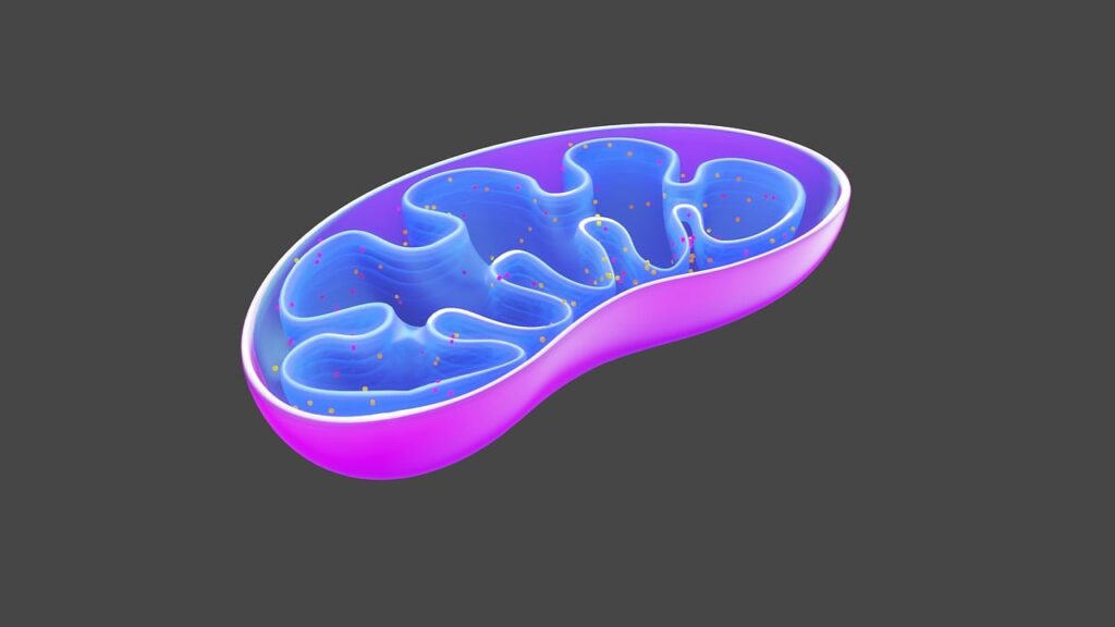 Mitochondria cross-section illustrating cellular energy production and the role of vitamins in boosting vitality.