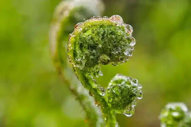 Young fiddlehead fern shoot with dew drops growing in natural environment, representing local superfoods