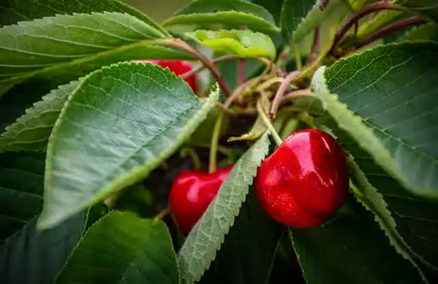 Ripe red cherries on branch in natural environment, a seasonal local superfood featured in the Local Superfoods Seasonal Guide