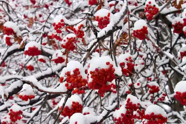 Clusters of bright red rowan berries hanging on a snow-covered tree branch in winter, representing local superfoods